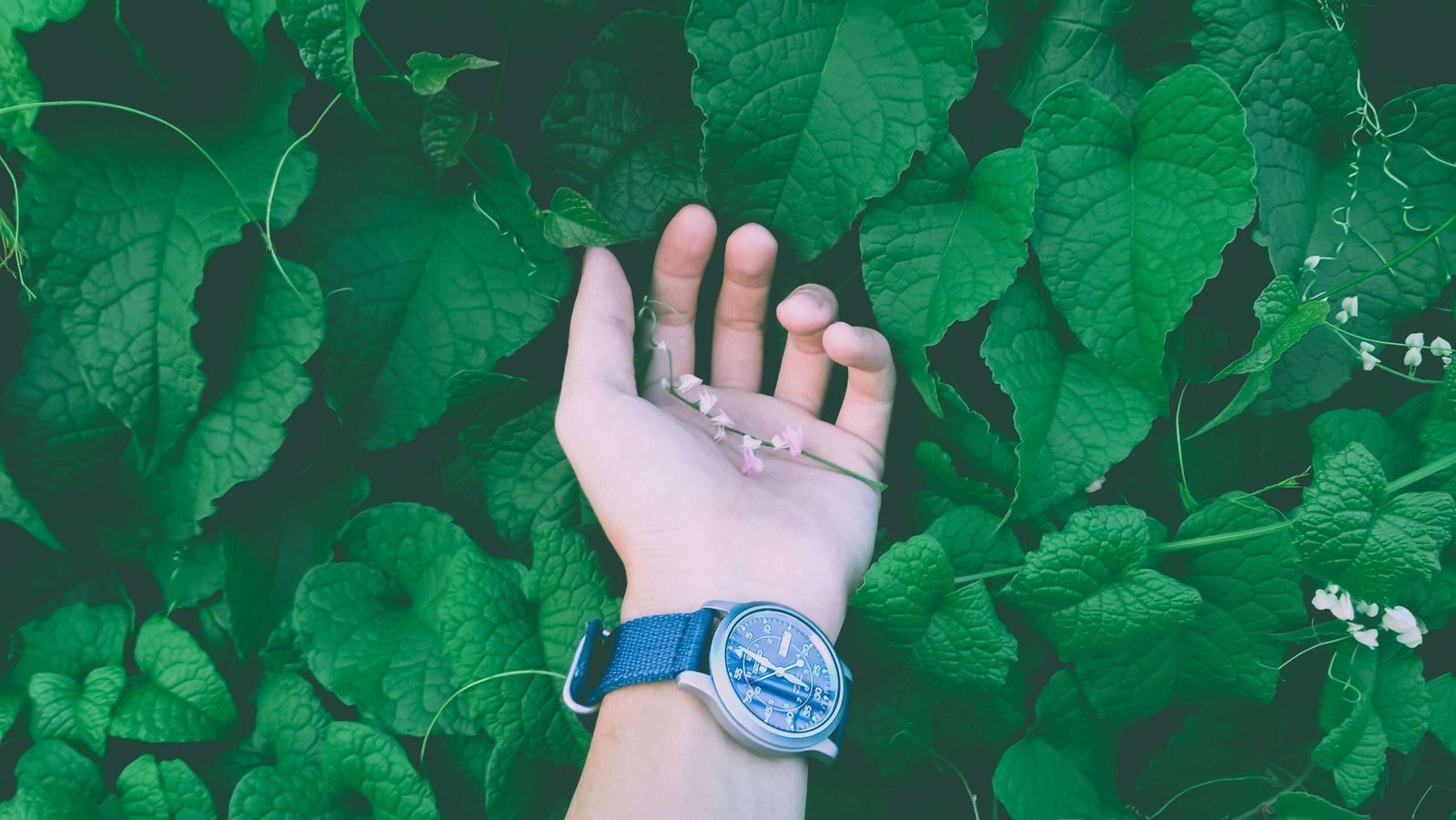a hand with a watch on it surrounded by leaves